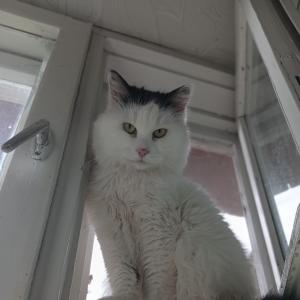 Catzila