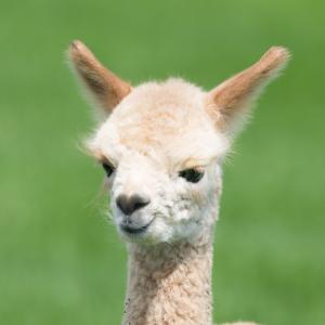lama1204
